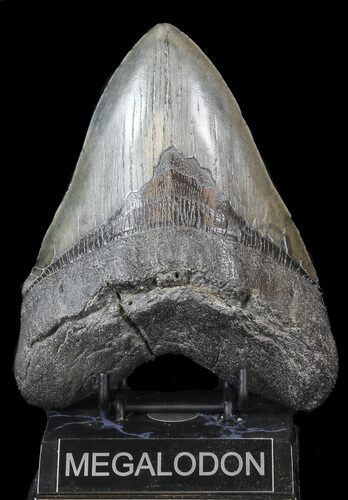 Huge, Megalodon Tooth - South Carolina #42235